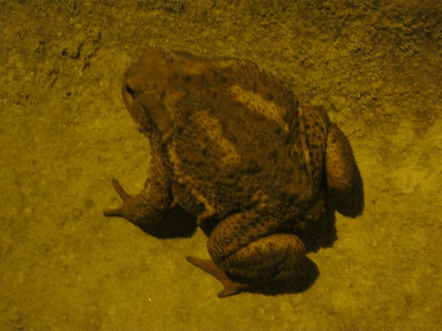 Identificazione rana - Bufo bufo